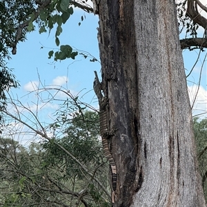 Varanus varius at Brownlow Hill, NSW - suppressed