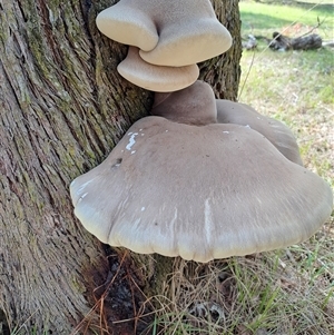 Laetiporus portentosus at Lankeys Creek, NSW - 26 Mar 2025 02:45 PM
