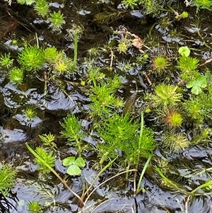 Myriophyllum variifolium at Mount Clear, ACT - 29 Nov 2024 03:36 PM