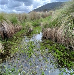 Myriophyllum variifolium at Mount Clear, ACT - 29 Nov 2024 03:36 PM