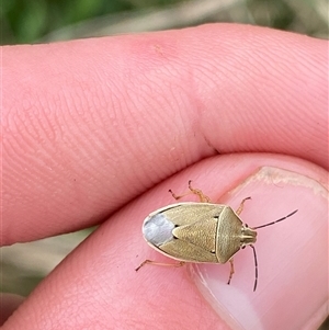 Mycoolona atricornis at Mount Clear, ACT - 29 Nov 2024 03:38 PM