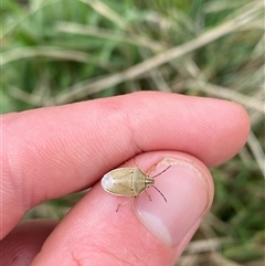 Mycoolona atricornis at Mount Clear, ACT - 29 Nov 2024 03:38 PM