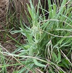 Senecio campylocarpus at Mount Clear, ACT - 29 Nov 2024 03:38 PM