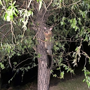 Trichosurus vulpecula at Parkes, ACT - 28 Nov 2024 08:47 PM