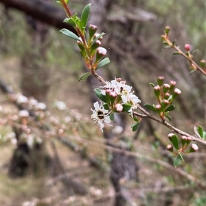 Kunzea ericoides at Rocky Hall, NSW - 25 Nov 2024 11:55 AM