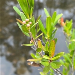 Leptospermum emarginatum at Rocky Hall, NSW - 25 Nov 2024 11:08 AM