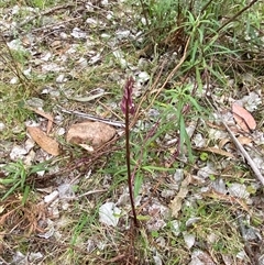 Dipodium variegatum at Rocky Hall, NSW - suppressed