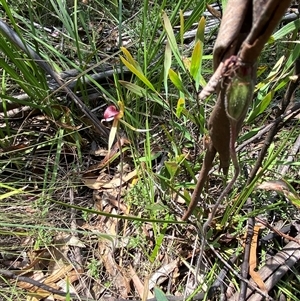 Caladenia montana at Tennent, ACT - suppressed