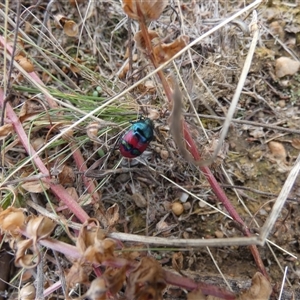 Choerocoris paganus at Ballyroe, NSW - suppressed
