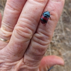 Choerocoris paganus at Ballyroe, NSW - suppressed
