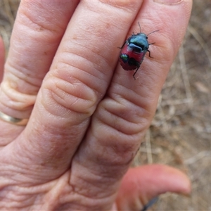 Choerocoris paganus at Ballyroe, NSW - suppressed