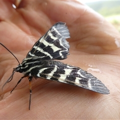 Comocrus behri at suppressed - suppressed