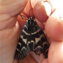 Comocrus behri at suppressed - suppressed