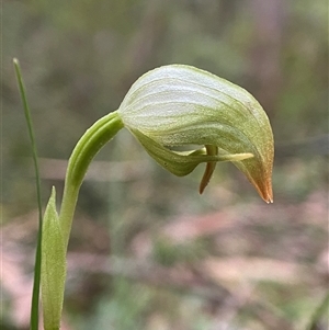 Pterostylis hispidula at Wingello, NSW - suppressed