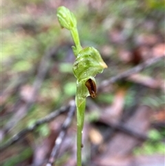 Pterostylis tunstallii at Wingello, NSW - suppressed
