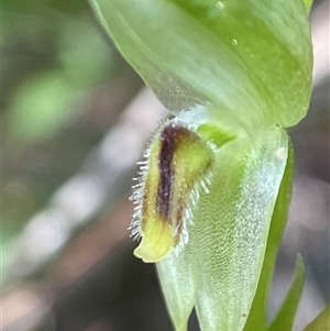 Pterostylis longifolia at Wingello, NSW - suppressed