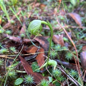 Pterostylis nutans at Wingello, NSW - suppressed