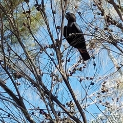 Calyptorhynchus lathami lathami at The Rock, NSW - suppressed