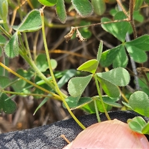 Oxalis perennans at Weetangera, ACT - 25 Mar 2025 01:35 PM