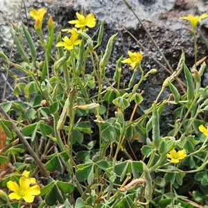 Oxalis perennans at Weetangera, ACT - 25 Mar 2025 01:35 PM