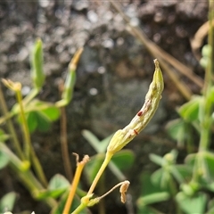 Oxalis perennans at Weetangera, ACT - 25 Mar 2025 01:35 PM