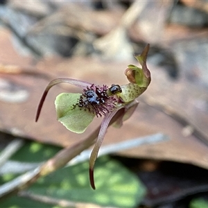 Chiloglottis seminuda at suppressed - suppressed