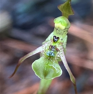 Chiloglottis seminuda at suppressed - suppressed