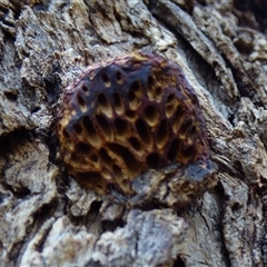 Hexagonia vesparia at West Hobart, TAS - 24 Mar 2025 04:45 PM