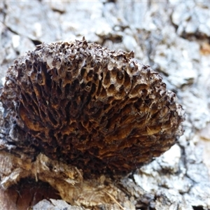 Hexagonia vesparia at West Hobart, TAS - 24 Mar 2025 04:45 PM