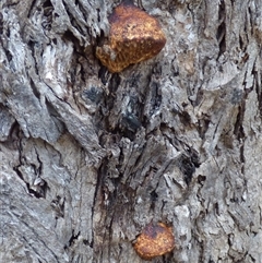 Hexagonia vesparia at West Hobart, TAS - 24 Mar 2025 04:45 PM