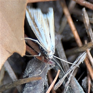 Hednota species near grammellus at Braddon, ACT - 26 Mar 2025 05:04 PM