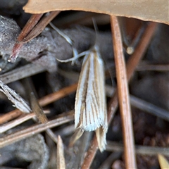 Hednota species near grammellus at Braddon, ACT - 26 Mar 2025 05:04 PM