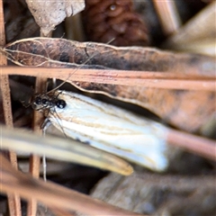 Hednota species near grammellus at Braddon, ACT - 26 Mar 2025 05:04 PM