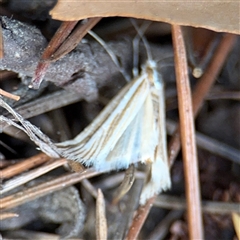 Hednota species near grammellus at Braddon, ACT - 26 Mar 2025 05:04 PM