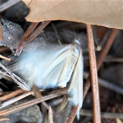 Hednota species near grammellus at Braddon, ACT - 26 Mar 2025 05:04 PM