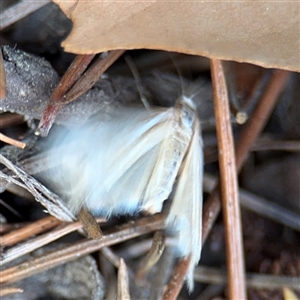 Hednota species near grammellus at Braddon, ACT - 26 Mar 2025 05:04 PM