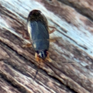 Rhyparochromidae (family) at Braddon, ACT - 26 Mar 2025 04:35 PM