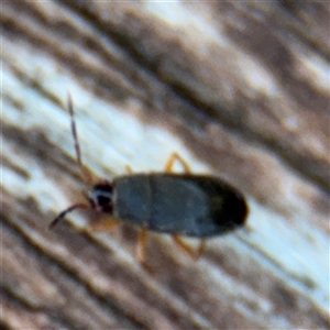 Rhyparochromidae (family) at Braddon, ACT - 26 Mar 2025 04:35 PM