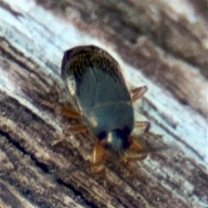 Rhyparochromidae (family) at Braddon, ACT - 26 Mar 2025 04:35 PM