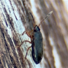 Rhyparochromidae (family) at Braddon, ACT - 26 Mar 2025 04:35 PM