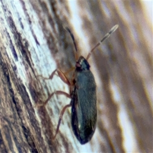 Rhyparochromidae (family) at Braddon, ACT - 26 Mar 2025 04:35 PM