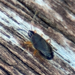 Rhyparochromidae (family) at Braddon, ACT - 26 Mar 2025 04:35 PM