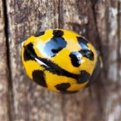 Coccinella transversalis at Braddon, ACT - 26 Mar 2025 04:32 PM