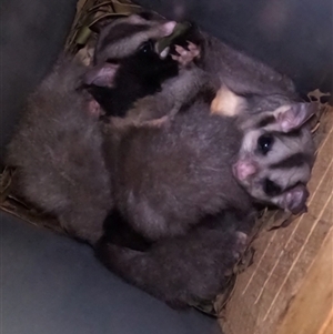 Petaurus norfolcensis at Tullymorgan, NSW - 26 Mar 2025 09:43 PM