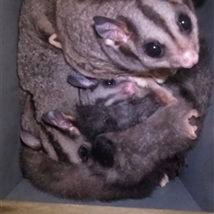 Petaurus norfolcensis at Tullymorgan, NSW - 26 Mar 2025 09:43 PM