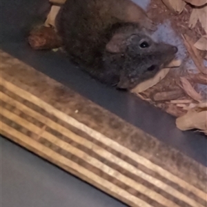 Antechinus flavipes at Tullymorgan, NSW - 26 Mar 2025 09:46 PM