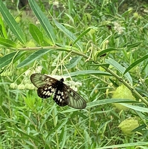Acraea andromacha at Tullymorgan, NSW - 25 Mar 2025 02:23 PM