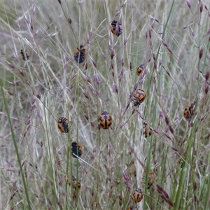 Coccinella transversalis at Ballyroe, NSW - suppressed