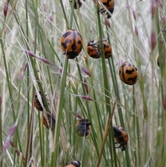 Coccinella transversalis at Ballyroe, NSW - suppressed