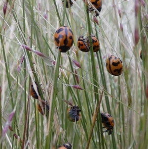 Coccinella transversalis at Ballyroe, NSW - suppressed